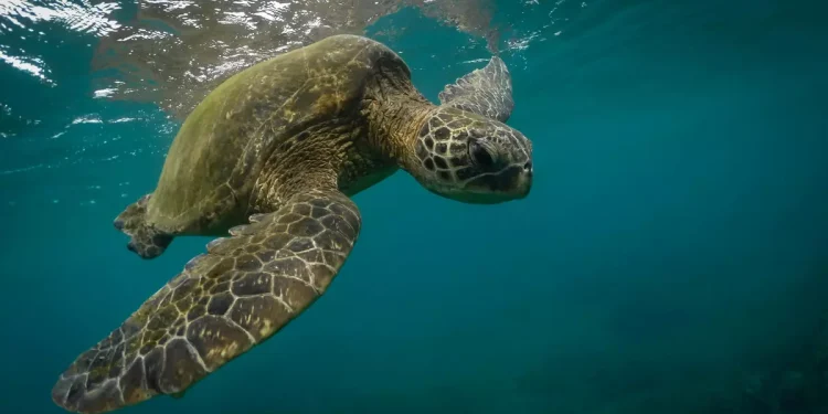 Parecían simples escudos naturales, pero los caparazones de las tortugas almacenan datos que reconstruyen el pasado climático
