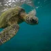 Parecían simples escudos naturales, pero los caparazones de las tortugas almacenan datos que reconstruyen el pasado climático