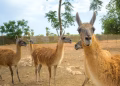 El Chaco vuelve a latir: El guanaco regresa tras 110 años de ausencia