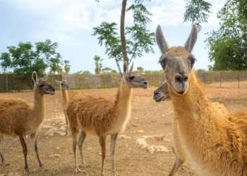 El Chaco vuelve a latir: El guanaco regresa tras 110 años de ausencia