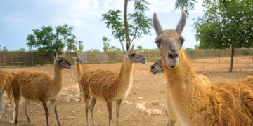 El Chaco vuelve a latir: El guanaco regresa tras 110 años de ausencia