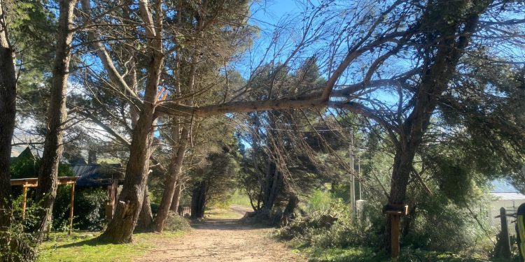 Alerta por fuertes vientos en Villa Ventana: Intensa labor de los Bomberos Voluntarios tras múltiples caídas de árboles