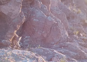 El «Fantasma de los Andes» reaparece en Mendoza: captan imágenes de uno de los felinos más esquivos del mundo