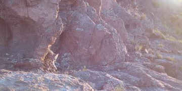 El «Fantasma de los Andes» reaparece en Mendoza: captan imágenes de uno de los felinos más esquivos del mundo