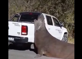 Sorpresa en Ensenada: un elefante marino cortó el tránsito en plena avenida