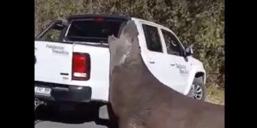 Sorpresa en Ensenada: un elefante marino cortó el tránsito en plena avenida