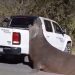 Sorpresa en Ensenada: un elefante marino cortó el tránsito en plena avenida