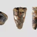 ¿Un dentista neandertal? El orificio en una muela sugiere el primer ‘tratamiento dental’ hace 60.000 años