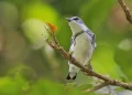 Día Mundial de las Aves Migratorias: cada observación cuenta y la ciencia ciudadana es un pilar de la conservación