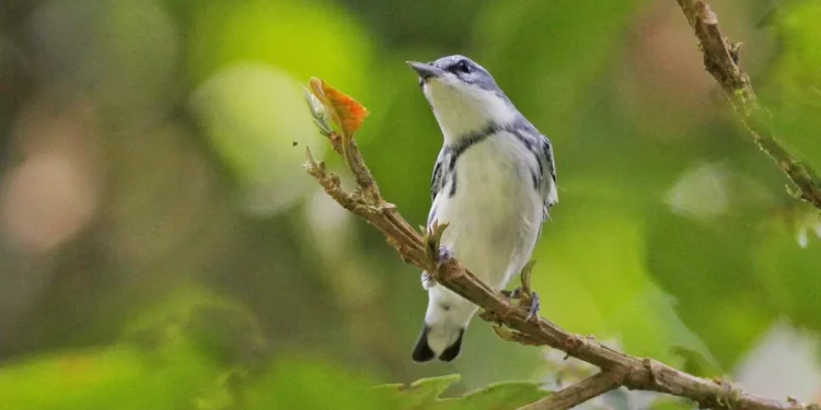 Día Mundial de las Aves Migratorias: cada observación cuenta y la ciencia ciudadana es un pilar de la conservación