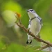 Día Mundial de las Aves Migratorias: cada observación cuenta y la ciencia ciudadana es un pilar de la conservación
