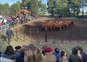 Julio Mayol y el Balance de la 50º Expo Rural de Tornquist: «Estamos Cosechando lo que Sembramos»