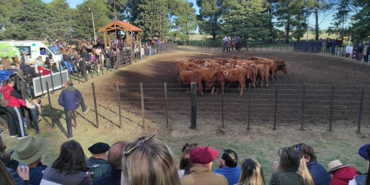 Julio Mayol y el Balance de la 50º Expo Rural de Tornquist: «Estamos Cosechando lo que Sembramos»