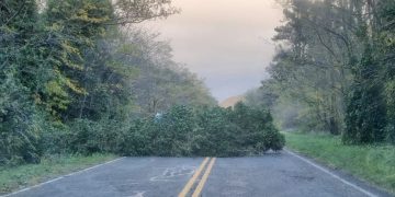 URGENTE: Un vehículo colisionó contra un árbol caído en la Ruta 76. Ruta Cortada
