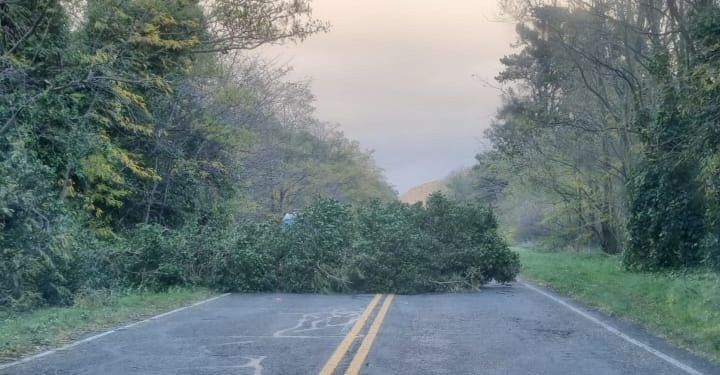 URGENTE: Un vehículo colisionó contra un árbol caído en la Ruta 76.