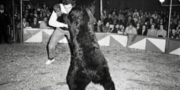 El misterio del Oso Bongo: la increíble noche en que un vecino de Saldungaray se plantó a luchar en el circo