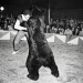 El misterio del Oso Bongo: la increíble noche en que un vecino de Saldungaray se plantó a luchar en el circo