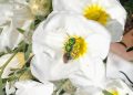 «Nuestros jardines suelen ser estáticos; la idea es incorporar plantas nativas para que vuelvan a estar vivos»
