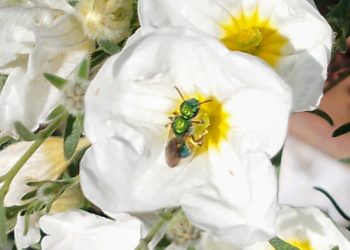 «Nuestros jardines suelen ser estáticos; la idea es incorporar plantas nativas para que vuelvan a estar vivos»