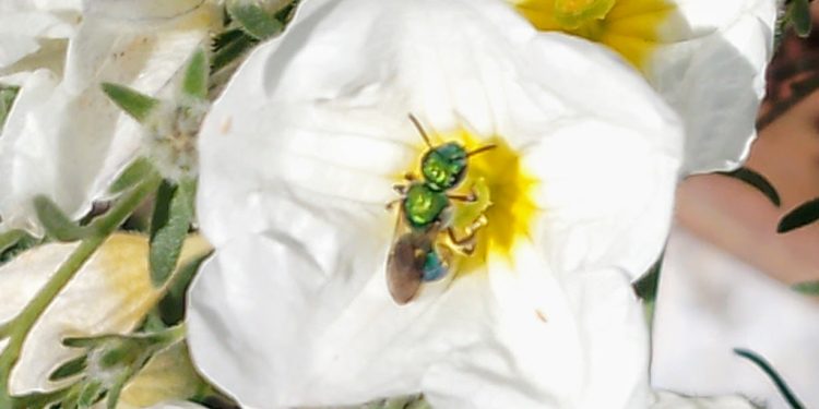 «Nuestros jardines suelen ser estáticos; la idea es incorporar plantas nativas para que vuelvan a estar vivos»