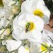 «Nuestros jardines suelen ser estáticos; la idea es incorporar plantas nativas para que vuelvan a estar vivos»