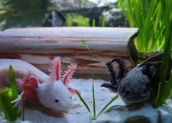 El animal símbolo de México gana fama mundial, pero pierde su hogar natural