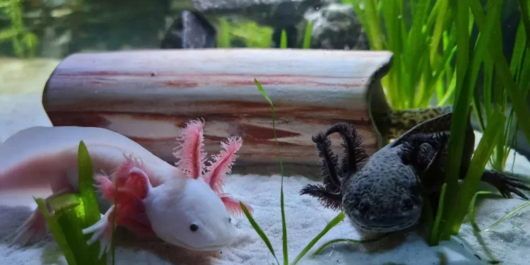 El animal símbolo de México gana fama mundial, pero pierde su hogar natural
