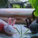 El animal símbolo de México gana fama mundial, pero pierde su hogar natural