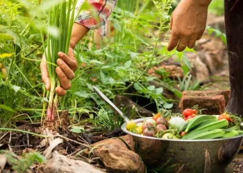 Día de la Gastronomía Sostenible: ¿por qué se celebra el 18 de junio?