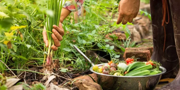 Día de la Gastronomía Sostenible: ¿por qué se celebra el 18 de junio?