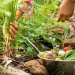 Día de la Gastronomía Sostenible: ¿por qué se celebra el 18 de junio?