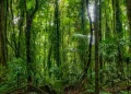 Día Internacional de la Preservación de los Bosques Tropicales: ¿por qué se conmemora el 26 de junio?
