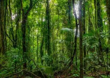 Día Internacional de la Preservación de los Bosques Tropicales: ¿por qué se conmemora el 26 de junio?