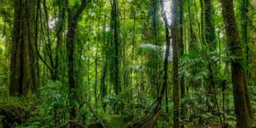 Día Internacional de la Preservación de los Bosques Tropicales: ¿por qué se conmemora el 26 de junio?