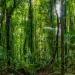 Día Internacional de la Preservación de los Bosques Tropicales: ¿por qué se conmemora el 26 de junio?