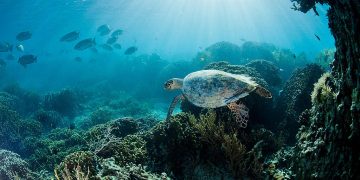 8 de Junio – Día Mundial de los Océanos.