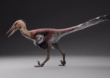 Histórico: hallan una nueva especie de dinosaurio raptor en Santa Cruz