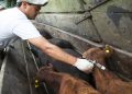 Se pone en marcha la segunda campaña anual de vacunación contra la fiebre aftosa y brucelosis bovina