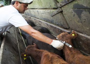 Se pone en marcha la segunda campaña anual de vacunación contra la fiebre aftosa y brucelosis bovina