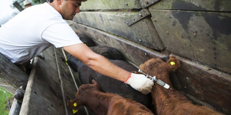 Se pone en marcha la segunda campaña anual de vacunación contra la fiebre aftosa y brucelosis bovina