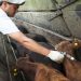 Se pone en marcha la segunda campaña anual de vacunación contra la fiebre aftosa y brucelosis bovina