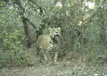 Una especie que vuelve a ser parte del ecosistema: registraron al yaguareté N° 50 nacido en libertad