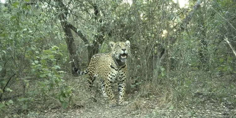 Una especie que vuelve a ser parte del ecosistema: registraron al yaguareté N° 50 nacido en libertad