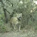 Una especie que vuelve a ser parte del ecosistema: registraron al yaguareté N° 50 nacido en libertad
