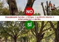 Respetar el arbolado es cuidar la vida: un llamado a las buenas prácticas de poda en Ventania