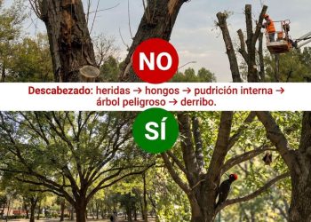 Respetar el arbolado es cuidar la vida: un llamado a las buenas prácticas de poda en Ventania
