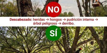 Respetar el arbolado es cuidar la vida: un llamado a las buenas prácticas de poda en Ventania