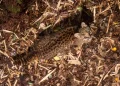 Close-up desde los árboles: cómo un nuevo ángulo de cámara revela los secretos de la güiña en la Patagonia