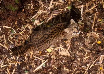 Close-up desde los árboles: cómo un nuevo ángulo de cámara revela los secretos de la güiña en la Patagonia