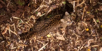 Close-up desde los árboles: cómo un nuevo ángulo de cámara revela los secretos de la güiña en la Patagonia